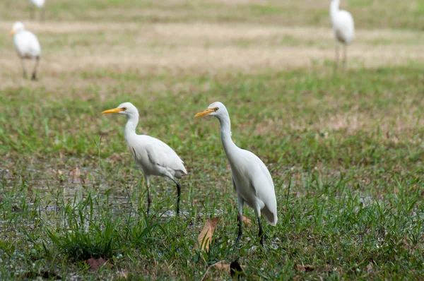 La grulla feroz — Foto de Stock