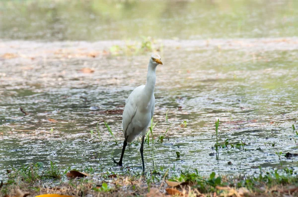 La grulla feroz — Foto de Stock