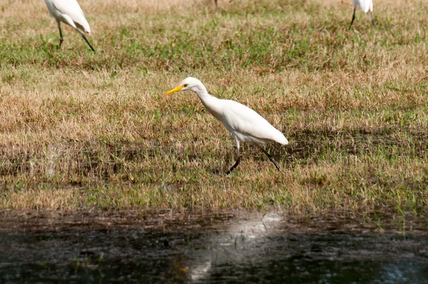 La grulla feroz — Foto de Stock