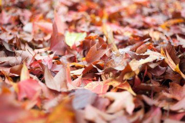 Sonbahar akçaağaç yaprakları