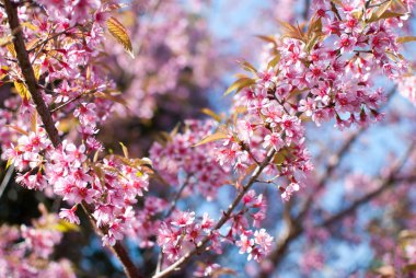 Sakura çiçek çiçeklenme 