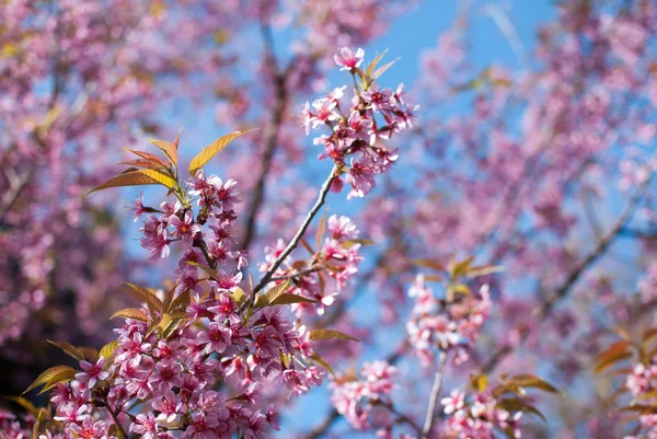 Sakura çiçek çiçeklenme 