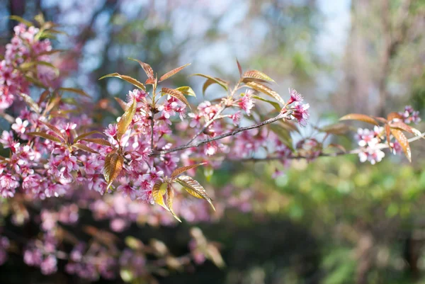 Sakura çiçek çiçeklenme 