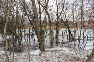 Güzel orman ağaçları ve vahşi nehir manzarası.