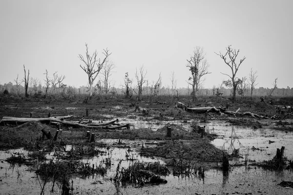 Kuraklık ve ormansızlaşma kavramı siyah beyaz — Stok fotoğraf