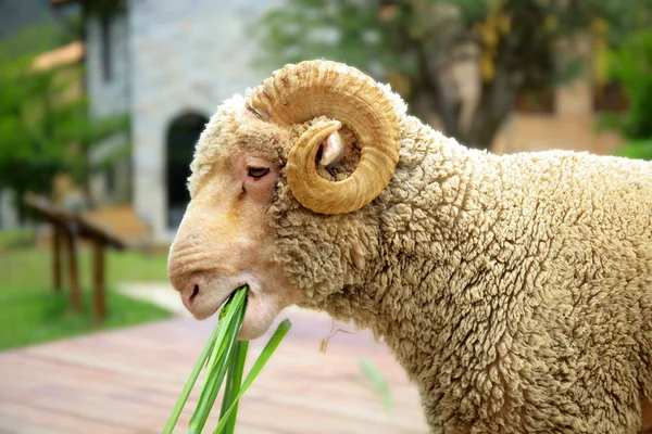 Merino ovejas comiendo hierba en escena al aire libre . —  Fotos de Stock