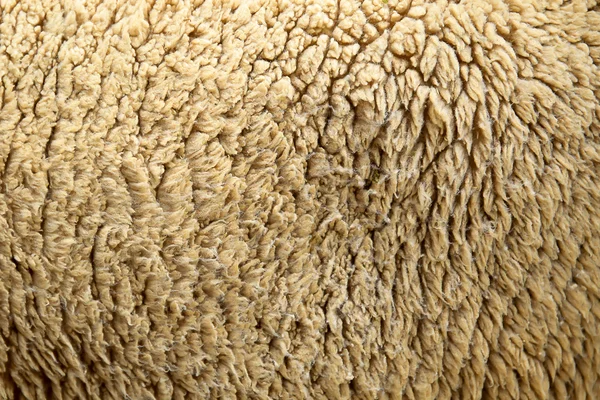 Sheep hair wool skin closeup background