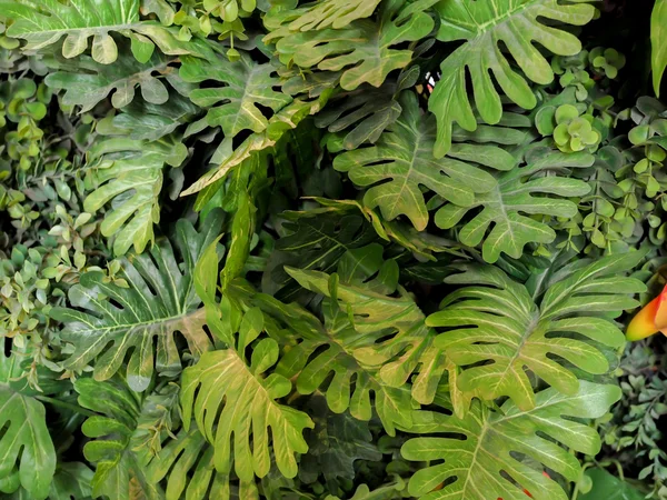 Grüne Monstera Blätter Textur für den Hintergrund - Ansicht von oben — Stockfoto