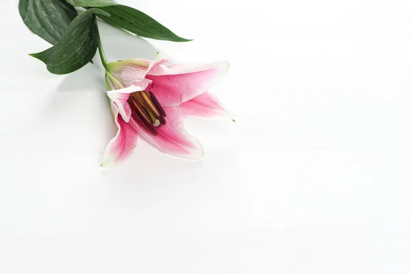 pink lily flower pedals on white background - landscape view