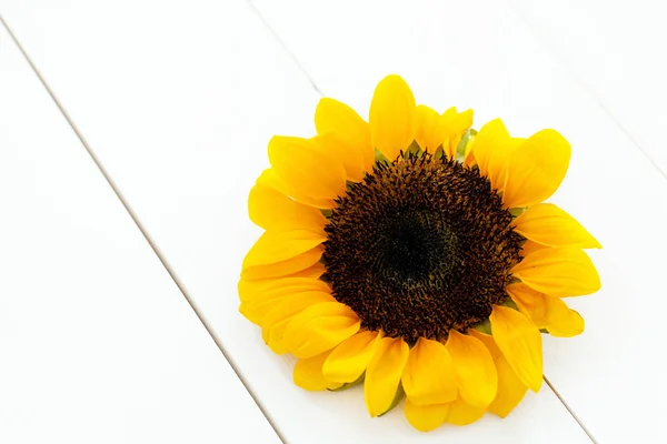 Sonnenblumenkopf auf reinem weißen Holz Textur Hintergrund - mit Kopierraum — Stockfoto