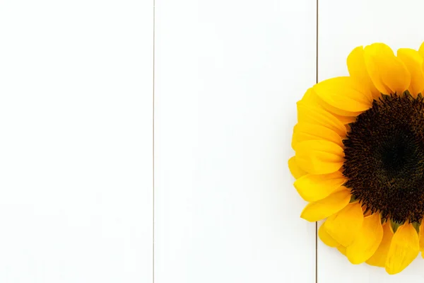 Sonnenblumenkopf rechts auf reinem weißen Holz Textur Hintergrund — Stockfoto