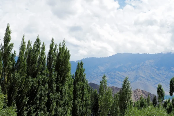 Groene bomen over berg achtergrond in Leh, Ladakh, India — Stockfoto