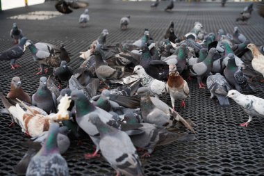 Bir grup Kaya Güvercini, şehirde bir parça ekmekle yiyip içiyorlar.