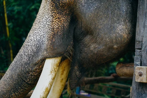 Primer plano del marfil de elefante salvaje y colmillos en el fondo verde de la naturaleza. Concepto de vida silvestre en peligro. —  Fotos de Stock