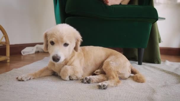 Aranyos kutya otthon ül a férfi tulajjal. Fiatal férfi él imádnivaló kisállat — Stock videók