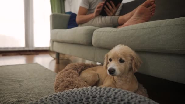 Aranyos kutya otthon ül a férfi tulajjal. Fiatal férfi él imádnivaló kisállat — Stock videók