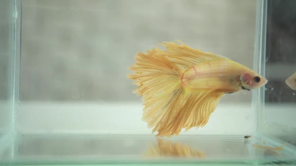 Betta Siamese fighting fish, Popular aquarium fish in Thailand swimming in the fish tank — Stockvideo