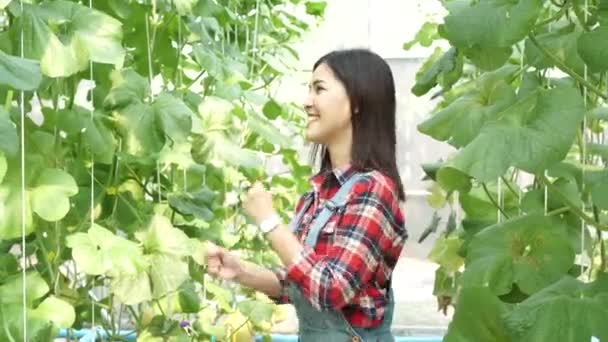 젊고 행복 한 미소를 짓고 있는 아시아 여성 농부가 여름에 농장 밭에서 손을 들고 있는 모습 — 비디오