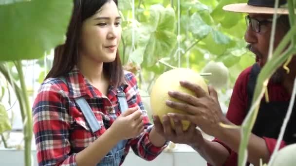 Felices agricultores asiáticos sonriendo y sosteniendo un melón maduro en su propio campo de cultivo — Vídeos de Stock