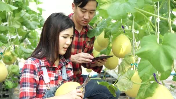 Jovem casal asiático de agricultores usando um tablet digital em sua fazenda de melão de efeito estufa — Vídeo de Stock