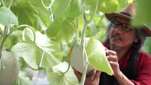 Старший азиатский фермер проверяет спелую дыню и поднимает большие пальцы на поле для арбузов — стоковое видео