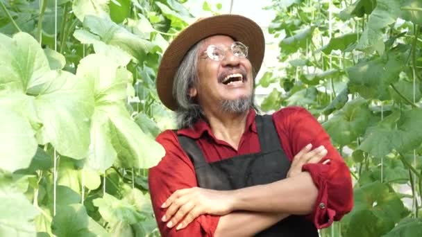 Asiático macho agricultor poniendo manos hasta con extrema feliz emoción dentro melón agricultura tierra campo — Vídeo de stock