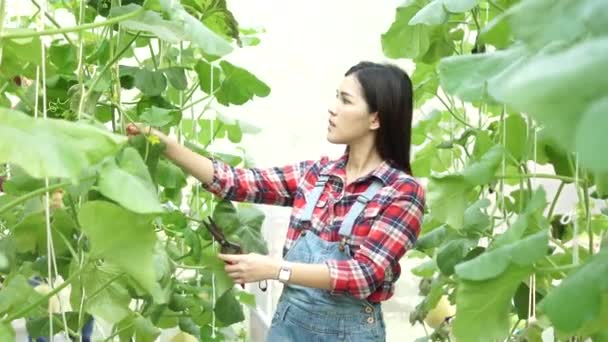 Joven agricultor asiático corriendo a su socio para mostrar el producto agrícola — Vídeos de Stock