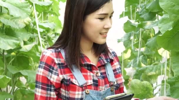 Ung asiatisk kvinnlig bonde som håller en surfplatta och telefon i melon trädgård fält — Stockvideo
