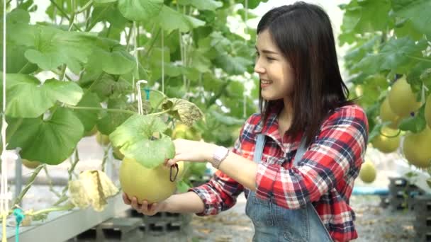 Junge asiatische Gärtnerin schneidet und schneidet Melonen im Garten — Stockvideo