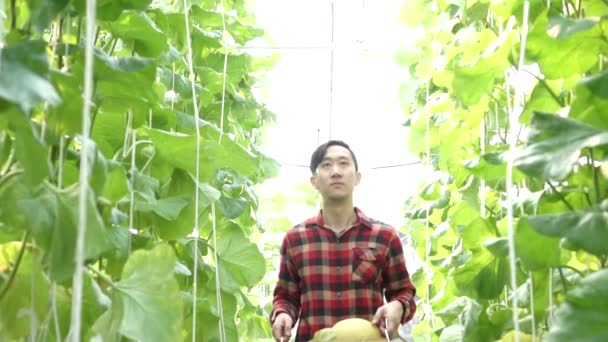 Ung asiatisk manlig bonde som bär en korg med vattenmelonprodukter och går på åkern — Stockvideo
