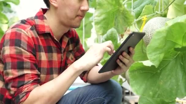 Primo piano di un giovane agricoltore che utilizza una tavoletta di computer nella serra di un'azienda agricola di meloni — Video Stock