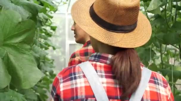 Joven pareja asiática de agricultores caminando y revisando su invernadero de granja — Vídeo de stock