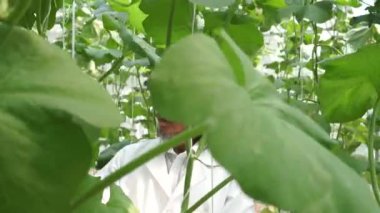 Bilim adamı önlüklü kıdemli araştırmacı çiftlik laboratuarında bitki veri teknolojisini inceliyor.