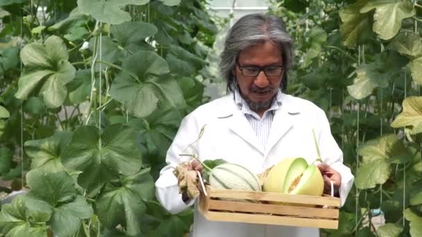 Scientifique senior tenant un panier de melon cantaloup et le distribuant à la ferme de melon — Video