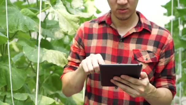 Крупним планом молодого фермера, використовуючи комп'ютерний планшет в теплиці на фермі — стокове відео
