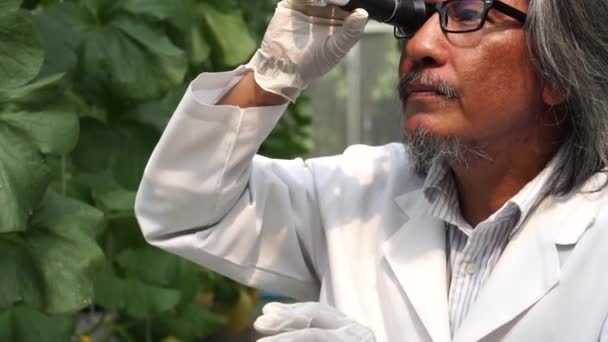 Científico investigador asiático senior que utiliza la herramienta de prueba dulce refractómetro brix en el campo de cultivo de melón — Vídeo de stock