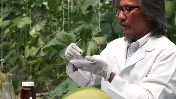 Starszy azjatycki naukowiec rolniczy przeprowadzający eksperymenty na polu hodowli melonów — Wideo stockowe