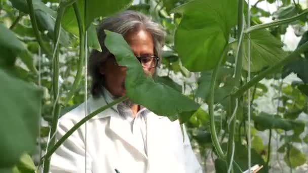 Vezető kutató a tudományos laborköpenyben, növényadat-technológiát vizsgál a mezőgazdasági laborban — Stock videók