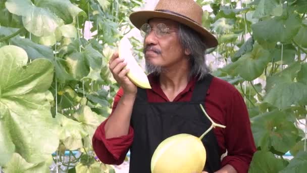 Старший фермер пахне частиною свого сільськогосподарського продукту всередині саду влітку — стокове відео
