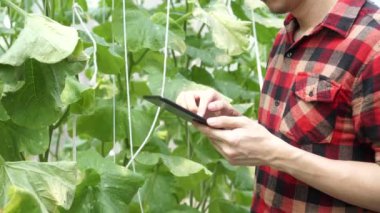 Karpuz çiftliğinde bilgisayar tableti kullanan genç çiftçinin yakın çekimi.