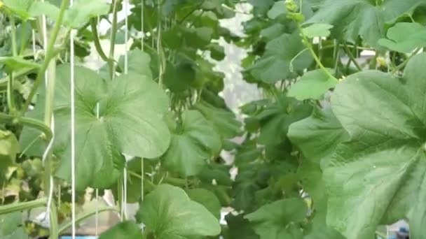Dolly shot of cantaloupe melon growing in greenhouse farm — Stock Video