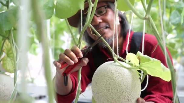 Sénior asiático jardineiro masculino aparar e trabalhar dentro do campo de jardim verde — Vídeo de Stock