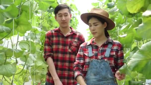 Pareja joven de agricultores caminando y revisando el invernadero de su granja. Asiático hombre y mujer trabajando juntos en el campo. — Vídeo de stock