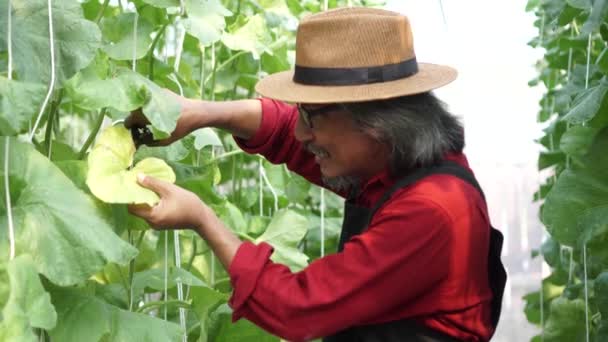 Старший садовник мужского пола обрезка и работа с целенаправленной решимости в зеленом саду — стоковое видео