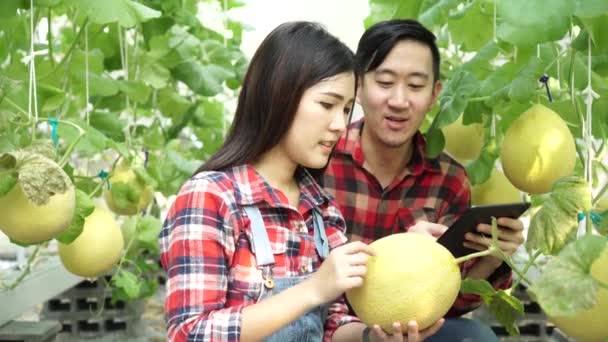 一对年轻的亚洲夫妇在他们的温室甜瓜农场使用数码平板电脑 — 图库视频影像