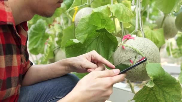 Primer plano del joven agricultor usando una tableta de computadora en invernadero de cultivo de melón — Vídeos de Stock