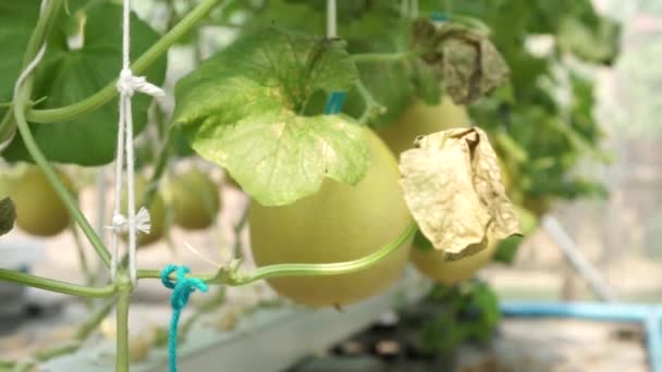 Dolly shot de melão melão cantaloupe crescendo na fazenda de efeito estufa — Vídeo de Stock