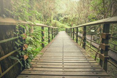 Sisli tropik yağmur ormanı yol iz (seçici odak)