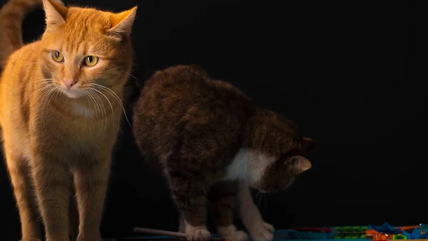 Kırmızı kedi ve siyah arka planda limonlu bir bardak su