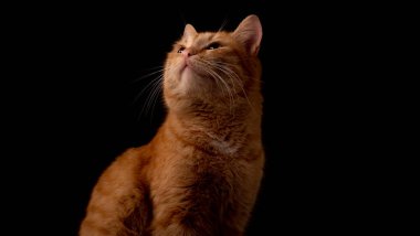 Kırmızı kedi ve siyah arka planda limonlu bir bardak su